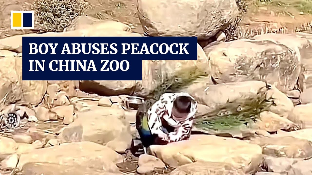 Boy abuses peacock in china zoo 8