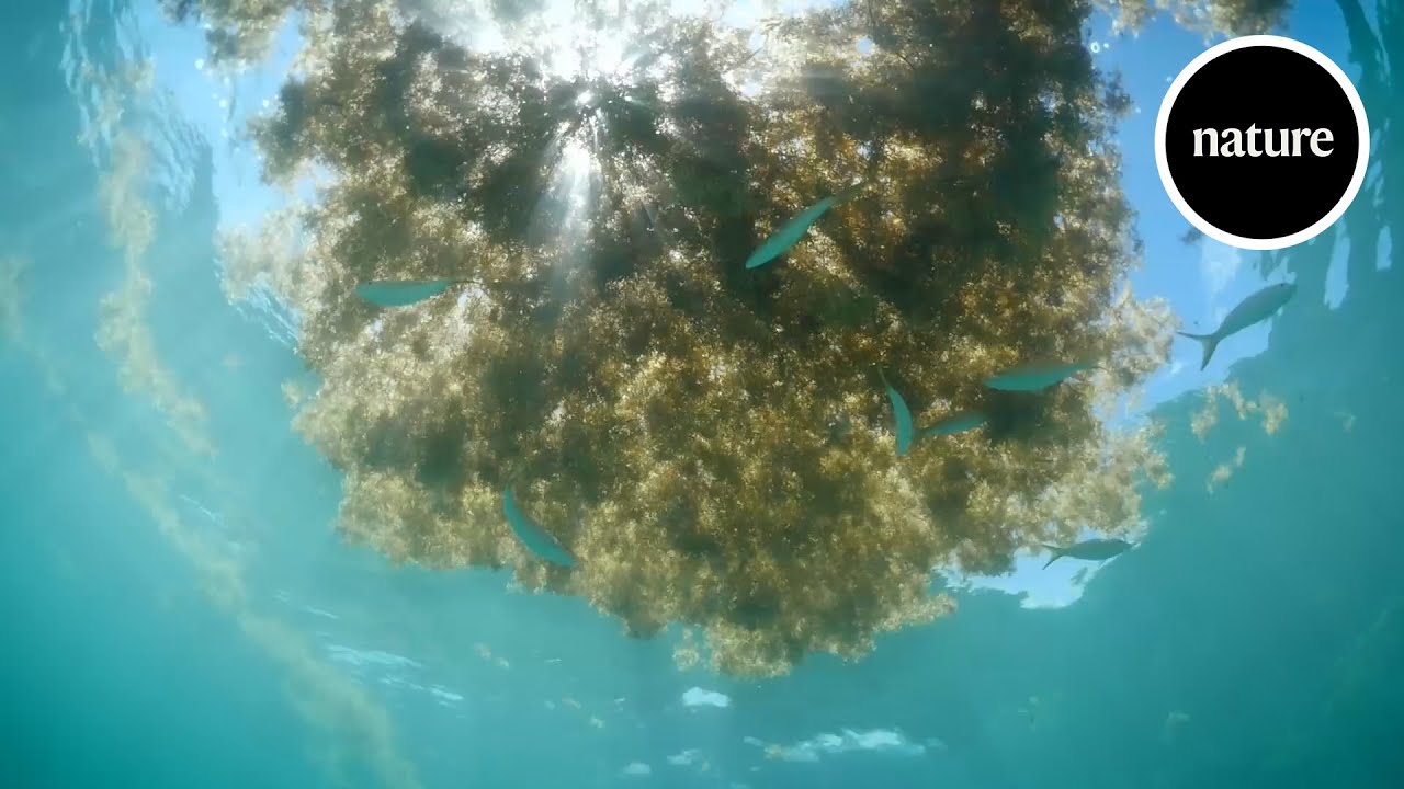 Drowning in seaweed: how to stop invasive sargassum 1