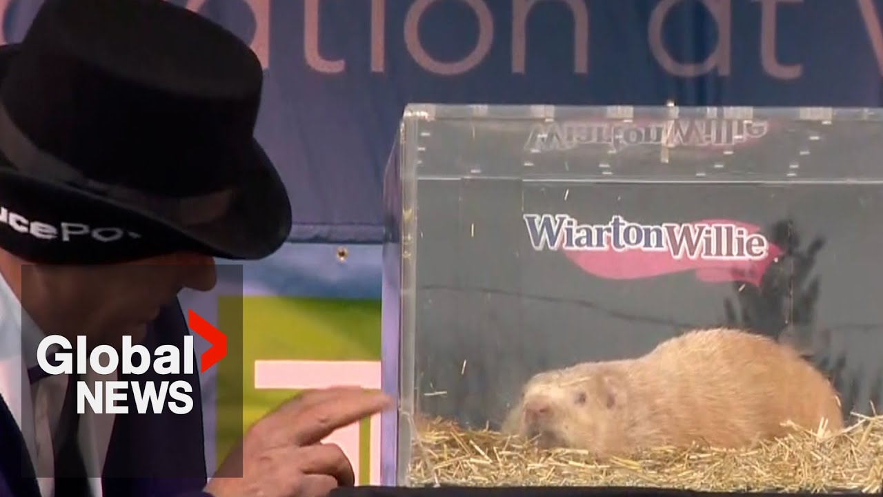 Groundhog day 2023: wiarton willie predicts early spring for canada 4