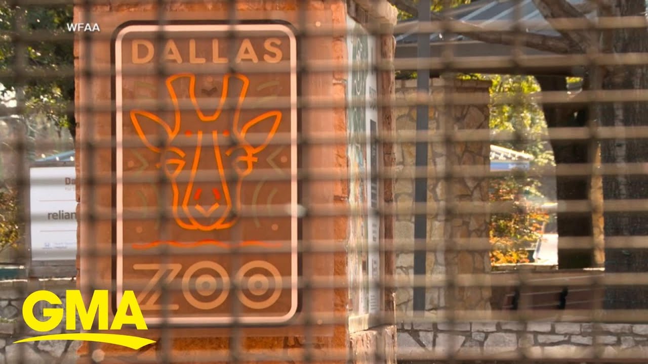 Missing monkeys from dallas zoo found l gma 4