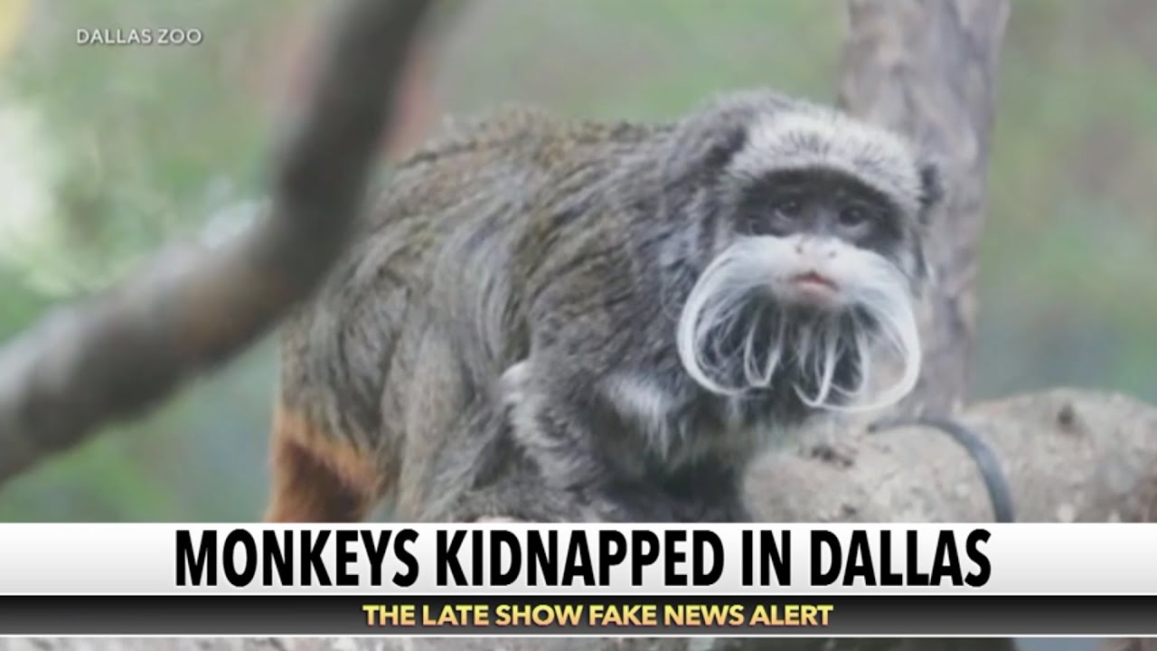 The dallas zoo monkey burglar has been found 4